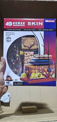 مجسم جلد • طلاب جلدية • دكاترة تجميل
