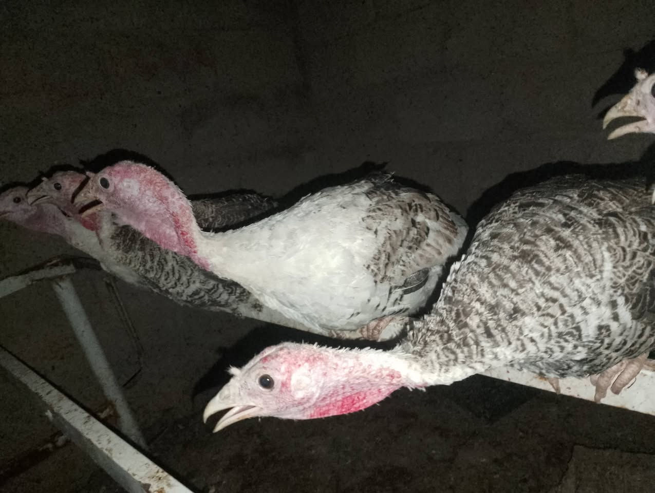 شيش للبيع السعر ٤٥٠٠٠للجوز  الواحد
اتصل ***********

