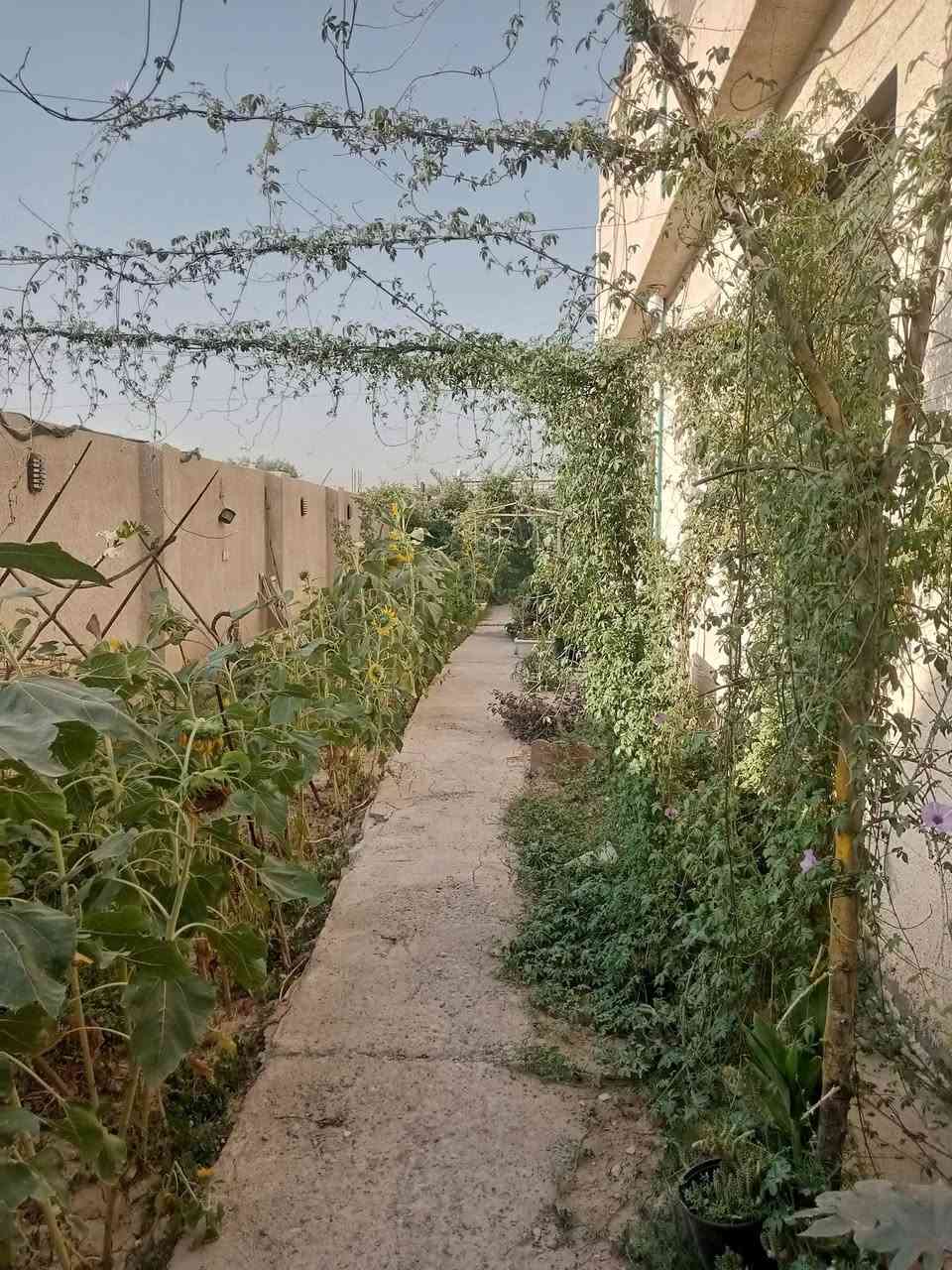 السلام عليكم فرصة استثمارية مزرعة مساحتها الكلية 1800 المساحة المسجلة بالسند 1500 سند 25 منطقة سكنية بيها انواع فواكه ومخضر على شارعين تحتوي 3بيوت مساحة 400م بناء حديث مسبح محميات جلسة كراج عدد2 تريدها سكن وتأجير هم ترهم مكانها كرغولية شارع ملايين بداية جسر ديالى تبعد عن بغداد الجديدة وزيونة 12 دقيقة ....
ملاحظة مهمة سعر المتر من 400الى 350 الف فارغة بدون بناء فأحسب وتأكد قبل لا تتصل علما المزرعة راح يصير أمامها خط سريع يعني اصير ع شارع عام  ويصعد السعر مضاعف بالخير ع الياخذها البيع لأسباب خاصة استفسار اكثر الاتصال ع الرقم ***********
