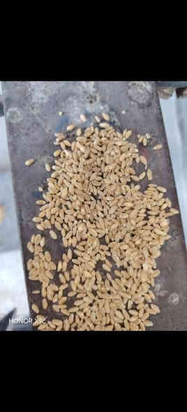 حنطه بثور نزار بنت المغلف مالت السنه بيه تك شعير مكان بابل الكفل سعر ٧٥٠ 🌷***********🌺*********** توصيل جميع المحفضات
