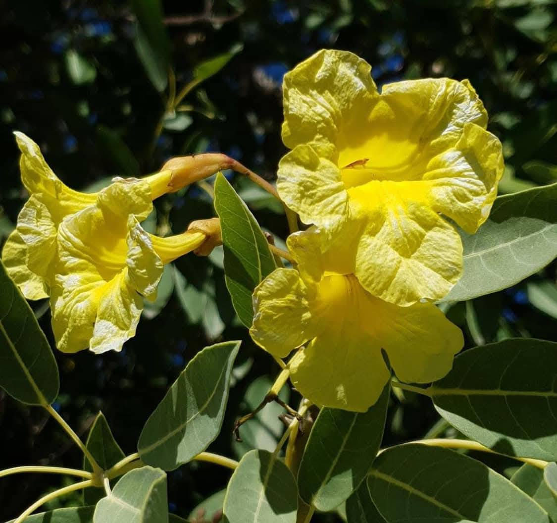 🌳✨ يتوفر الآن في مشتل الشاهين الزراعي
شتلات شجرة التايبوبيا الصفراء الذهبية ✨🌼

من أجمل أشجار الزينة المزهرة التي تتميز بأزهارها الذهبية الكثيفة والمنظر الخلاب وقت التزهير 🌞
تعطي لمسة استوائية فاخرة للحدائق والشوارع والواجهات المنزلية 🌿

🔸 سريعة النمو نسبيًا
🔸 مناسبة لأجواء بغداد والمناطق الحارة
🔸 تزهر بألوان صفراء ذهبية جذابة
🔸 تصلح للحدائق والمتنزهات وأمام المنازل

💰 سعر الشتلة: 6000 دينار فقط

📍العنوان: بغداد – الدورة – الشارع المقابل لعلاوي الرشيد
قرب شركة دجلة للمشروبات الغازية – خلف منطقة أبو دشير

📞 الهاتف وواتساب: ***********

🌱 مشتل الشاهين الزراعي
كل ما تحتاجه من أشجار مثمرة وزينة ونباتات نادرة 🌿
