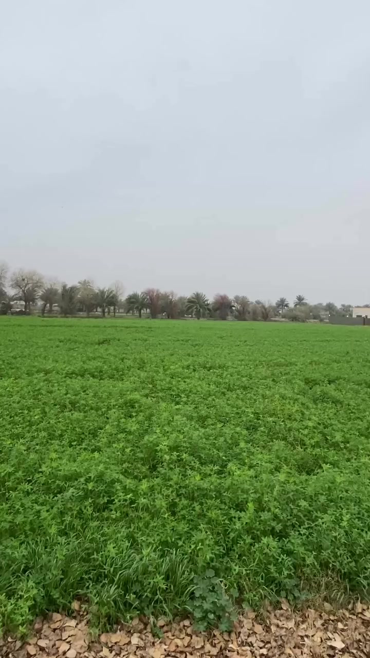 يوجد ضمان برسيم قرب الجسر  الزبيديه ***********
