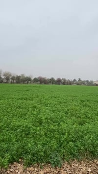 الزبيديه • قرب الجسر • برسيم