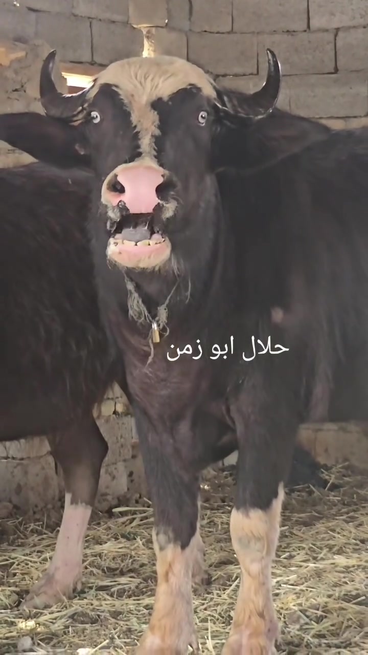 بجر اول بطن فراتي درجه اولى فول مواصفات ماخض ٨ اشهر شرط المكان ميسان تصال ***********☆#***********
