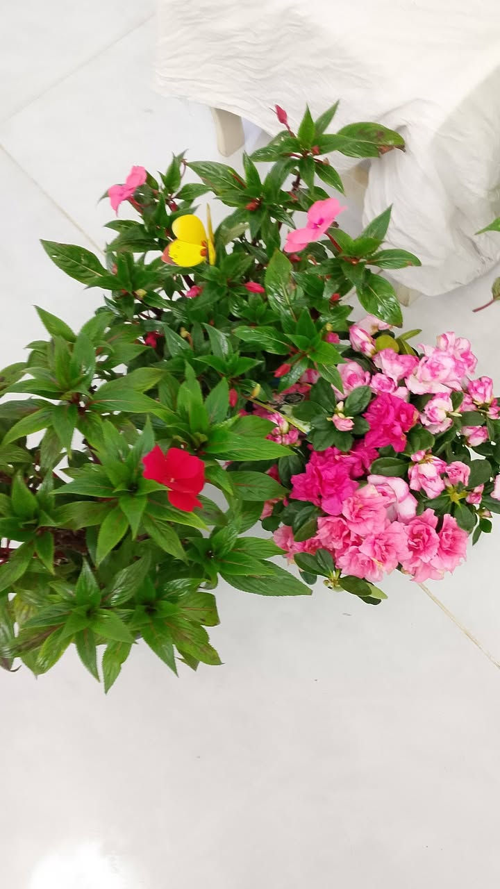 نباتات ضليه وخارجيه بأجمل الانواع
توصيل داخل كركوك ومحافظات متوفر لل استفسار راسلو صفحه


**إذا كنت صاحب هذا الإعلان وتريد حذفه لأي سبب، رجاءا أرسل رسالة إلى الدعم الفني**