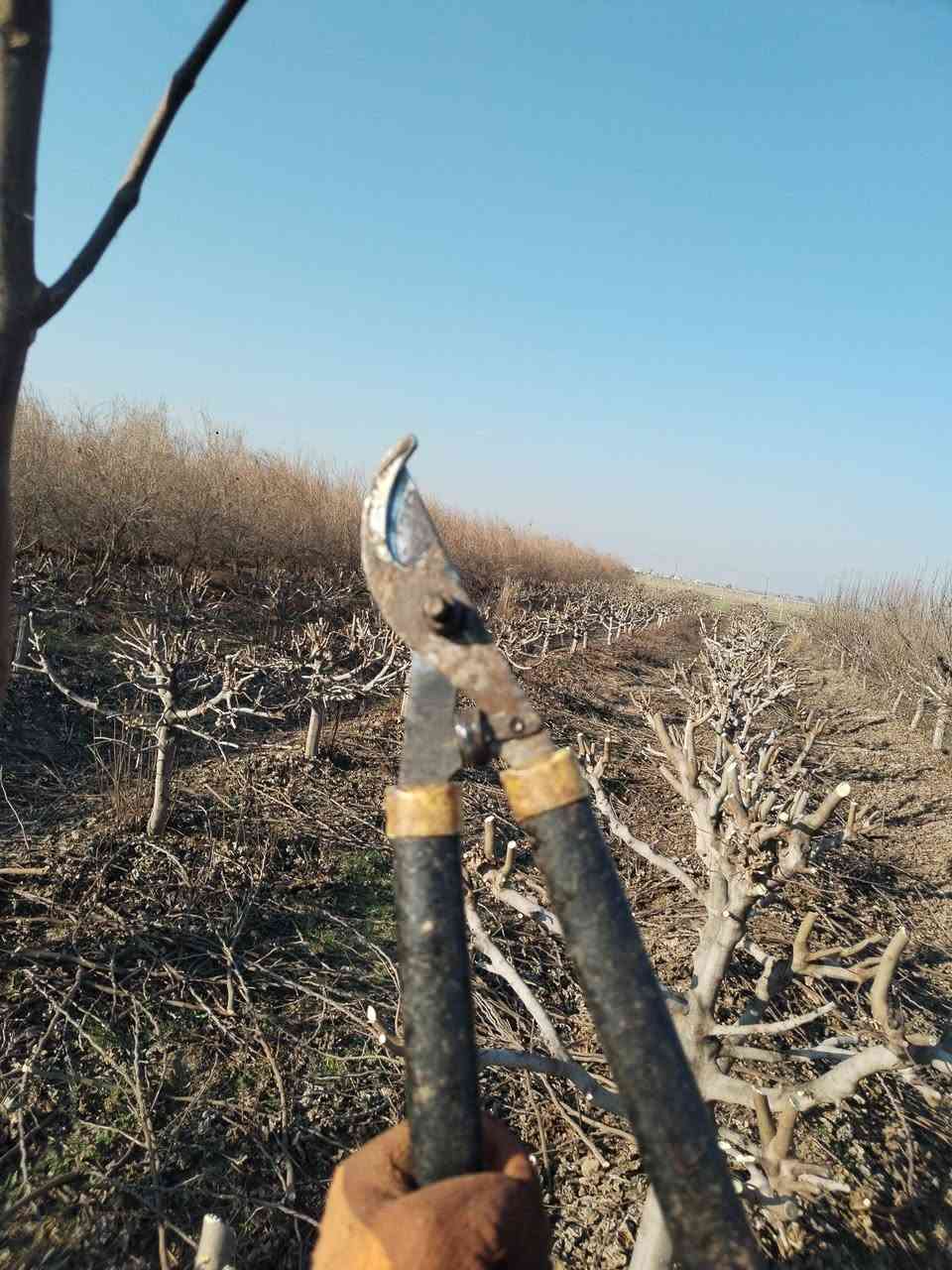 سلام عليكم يوجد كادر تقليم انواع الفوكة شقل رقم واحد التصال *********** خابر تدلل
