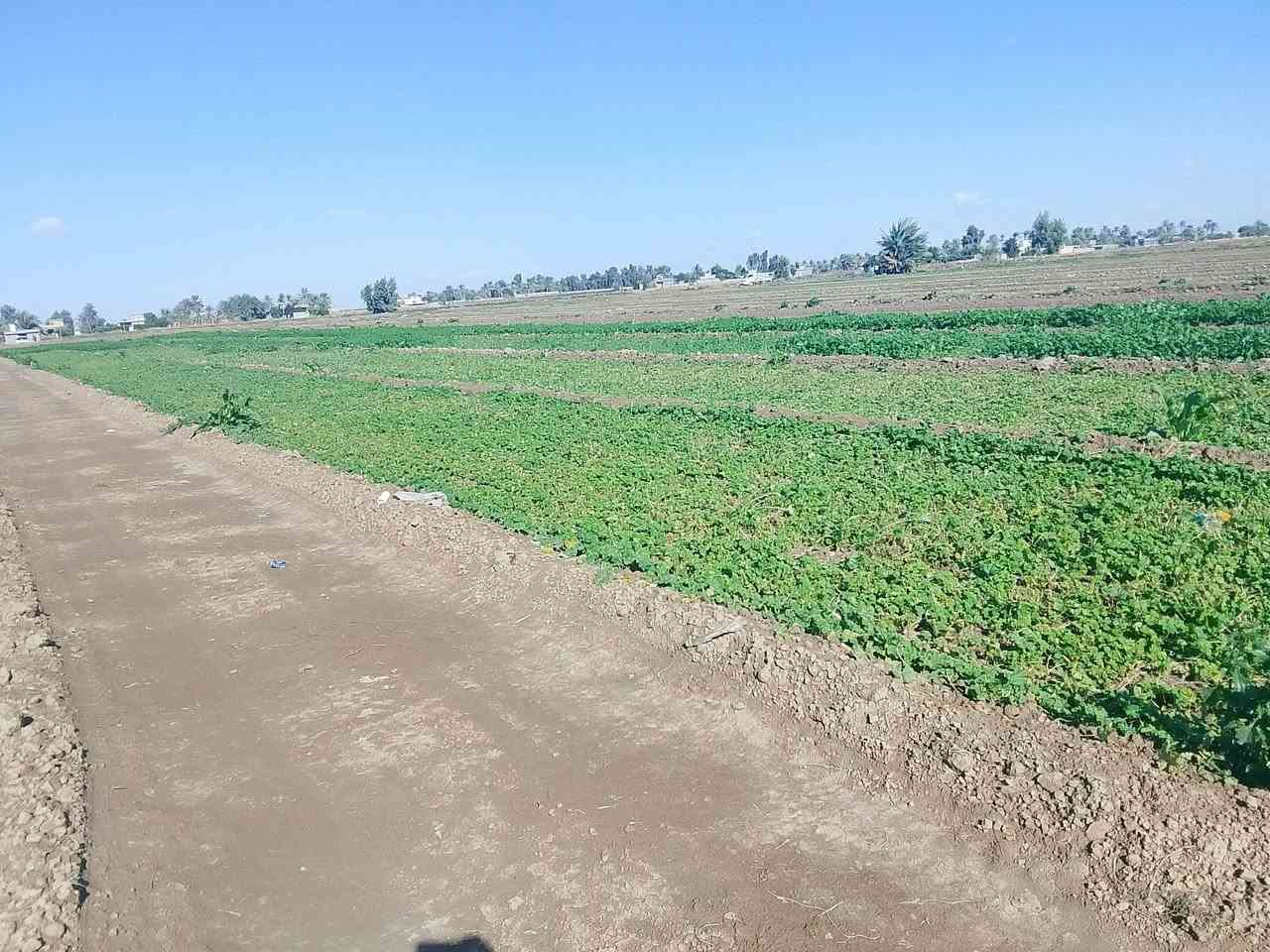 السلام عليكم ارض زراعيه للبيع 5 دونم طابو سند 25 تحويل الرضوانيه الشرقيه تبعد عن السريع 10 دقائق قرب جامع عثمان سعر الدونم 50  ***********
