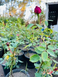 مشتل النورين • أشجار معمرة • ورود مائية