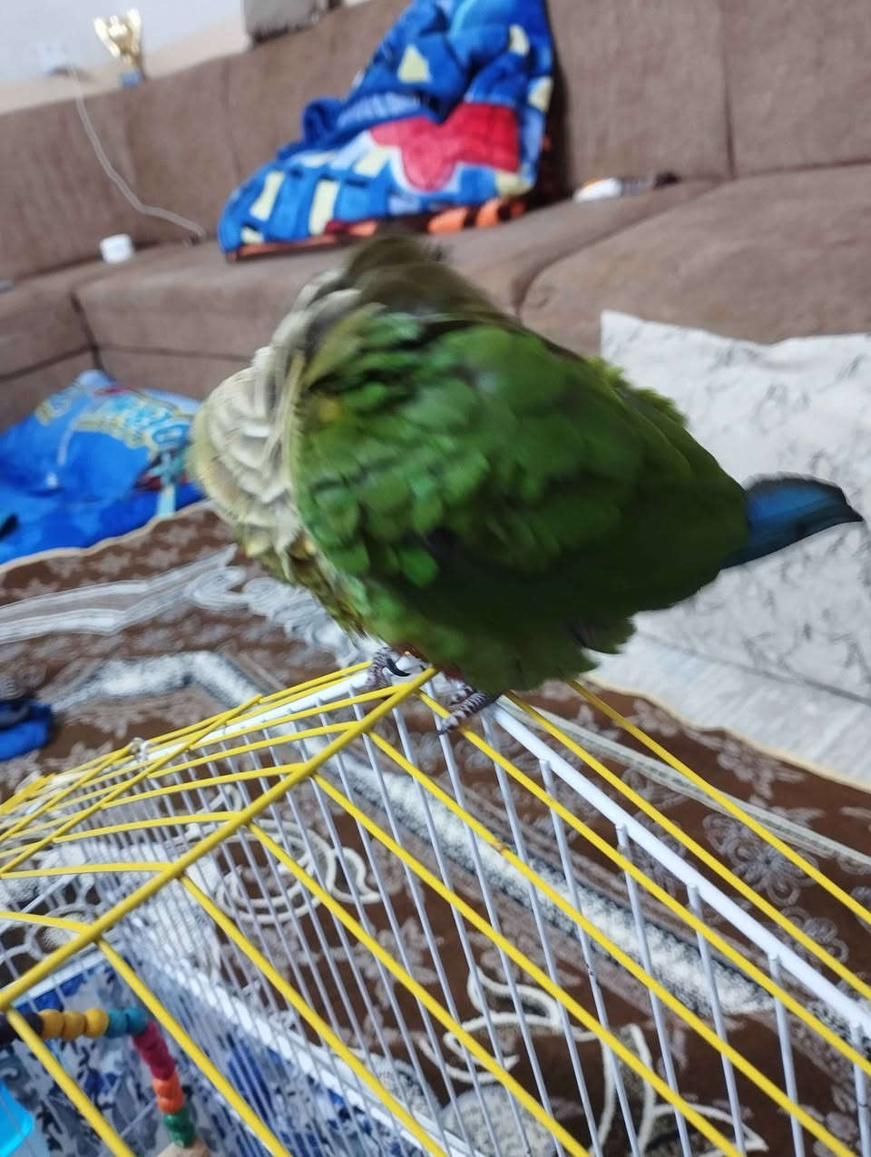 كنيور فول اليف يركص بشرط فول اليف مكان بغداد جادريه قرب نادي فروسي ***********سعر 120 بغداد, العراق
