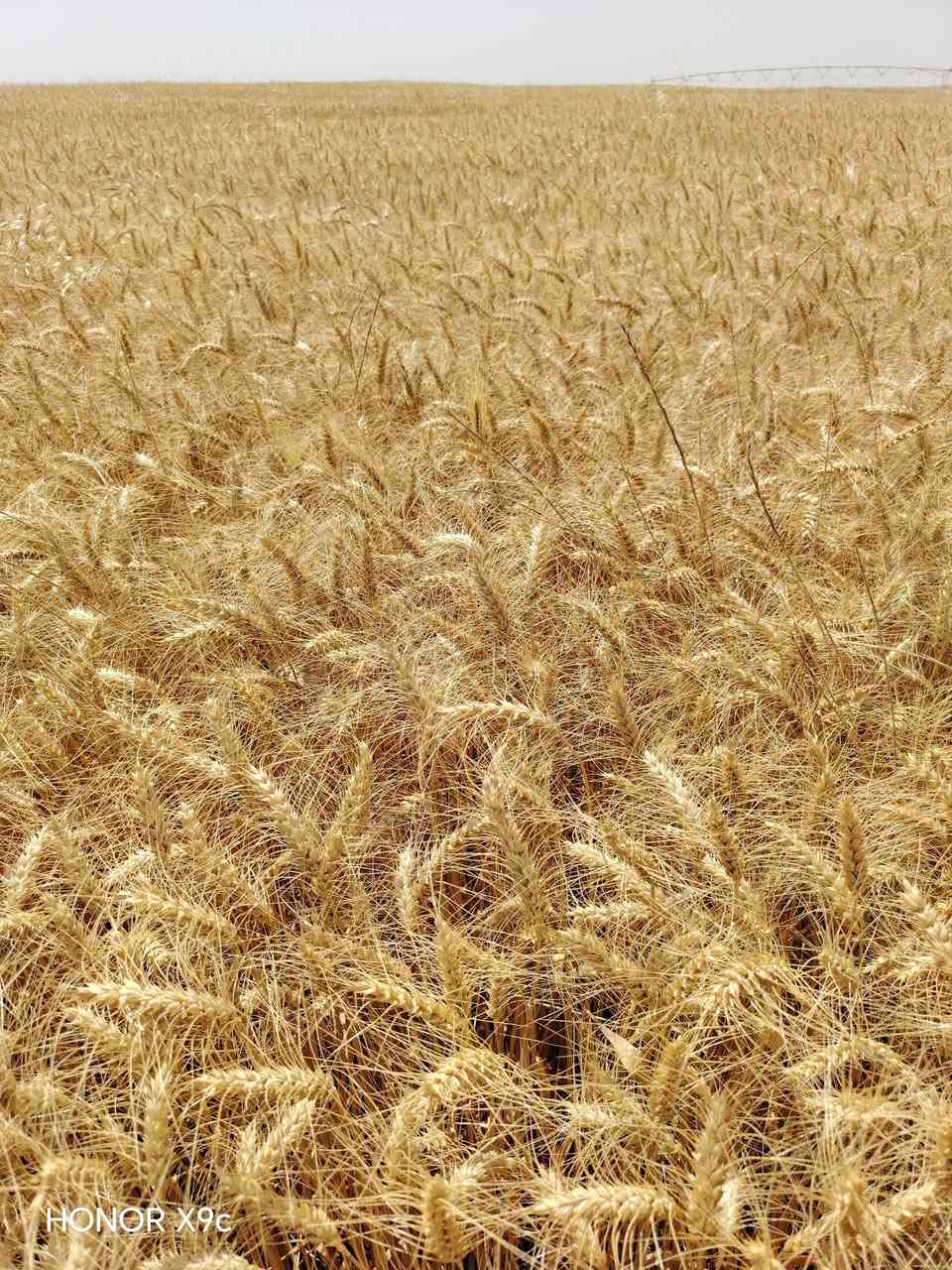 احجز بذور الحنطة من الآن.. محصول واعد ونظافة استثنائية من قلب الحقل! 🌱🌾
​تحية طيبة لكل مزارع ومحب للأرض،
لكل من يبحث عن بذور حنطة نقيّة وإنتاجية عالية للموسم القادم، نعلن عن فتح باب الحجز لبذار حنطة (وفية/بنت الكيس) الممتازة.
​المحصول حالياً في الأرض، والحصاد بإذن الله خلال اليومين القادمين. الصور المرفقة هي صور حية ومباشرة من الحقل لتشاهدوا جودة ونظافة السنابل بأنفسكم.
للشراء او الجز الاتصال على الرقم ***********
