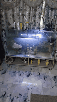 حوض اسماك كامل مع أغراضه بسعر ١٠٠ الطول ٦١ العرض ١١٠ النزال ٤٠ مع الميز وبي مجال مكاني بغداد حي البساتين الاتصال ***********
