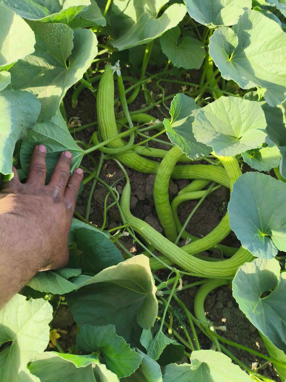 الهم صلي على محمد وآل محمد يوجد بذور خيار عطروزي درجة اولى للاستفسار الاتصال على ***********
