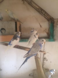 طيور حب • ١٥زوج • انثايات عيون حمر