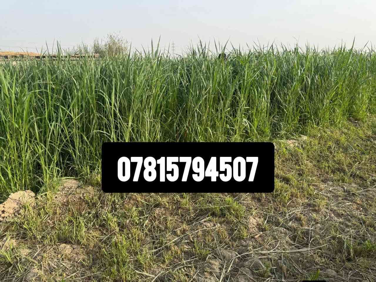 للبيع بذور البونيكام الاسباني 🌿🌿

علف حيواني 
نسبه البروتين (25٪) 
ناجح الزراعه في العراق ويتحمل الارض المالحه ويزرع في كل اوقات الصيف  
يبقى في الارض مده 5 سنوات 
دائم الخضار يصل  من متر ونص الى مترين طريقة الزراعه   طش نثار  للدونم 8 كيلو
كل 20 يوم ينحش سريع النمو جدا 

للحجز عنوانك ورقم الهاتف والكميه اللي رايدها يوجد توصيل لجميع المحافظات
اتصل على الرقام 
*********** مع واتساب

***********

***********

تابع التعليقات لعرض الفيدوهات 
متابعه 
@إشارة  #متابعه @إشارة
