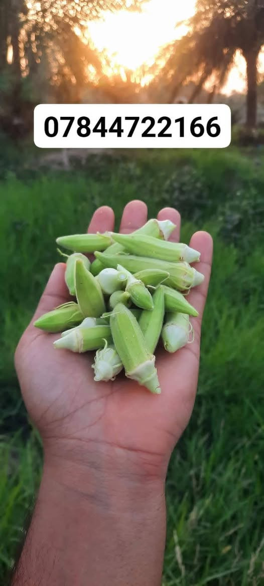 متوفر 
بذور باميه مال السماوه
درجه اولى ع شرط
معرب ومشروط من كلشي
وصافي ١٠٠%١٠٠
يتوفر توصيل لجميع المحافظات 
***********
