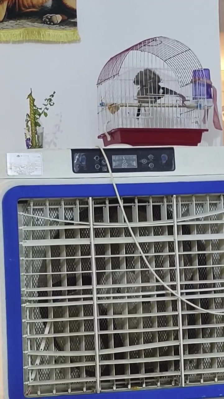 بلبل طك جنح فول تغريد 
للبيع طور كلش قوي مايسكت 
شرط بيدك ويغرد 
السعر 70وبي مجال


**إذا كنت صاحب هذا الإعلان وتريد حذفه لأي سبب، رجاءا أرسل رسالة إلى الدعم الفني**