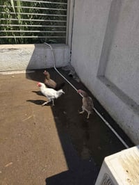 دجاج عرب بياض عدد 6 الوحده على خمسين استفسار واتساب فقط 07700461143