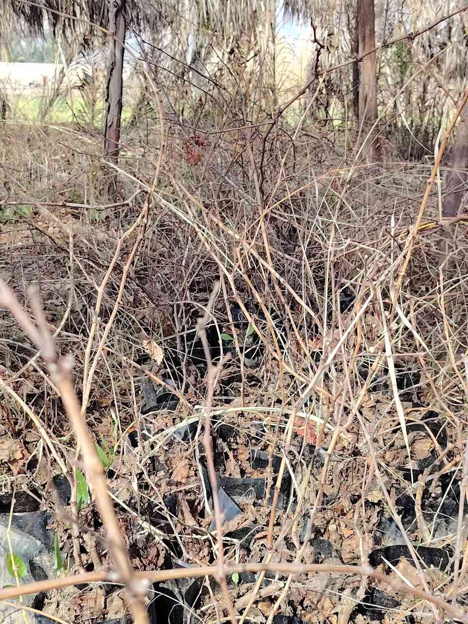 شتل عنب ياقوتي بشرط الضمان للبيع ***********
