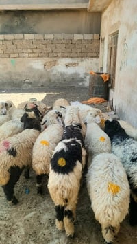 خرفان • درجة اولى • فطايم ٨