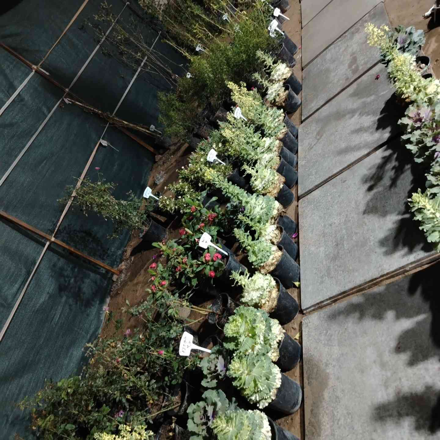 #مشتل_الود #الوجيهية_شارع_الاطباء
متوفر خدمة توصيل


**إذا كنت صاحب هذا الإعلان وتريد حذفه لأي سبب، رجاءا أرسل رسالة إلى الدعم الفني**