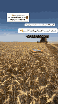 تعلن شركة السنابل الذهبيه عن وصول صنف العروبه الاسباني  صنف ارتفاعه مت...