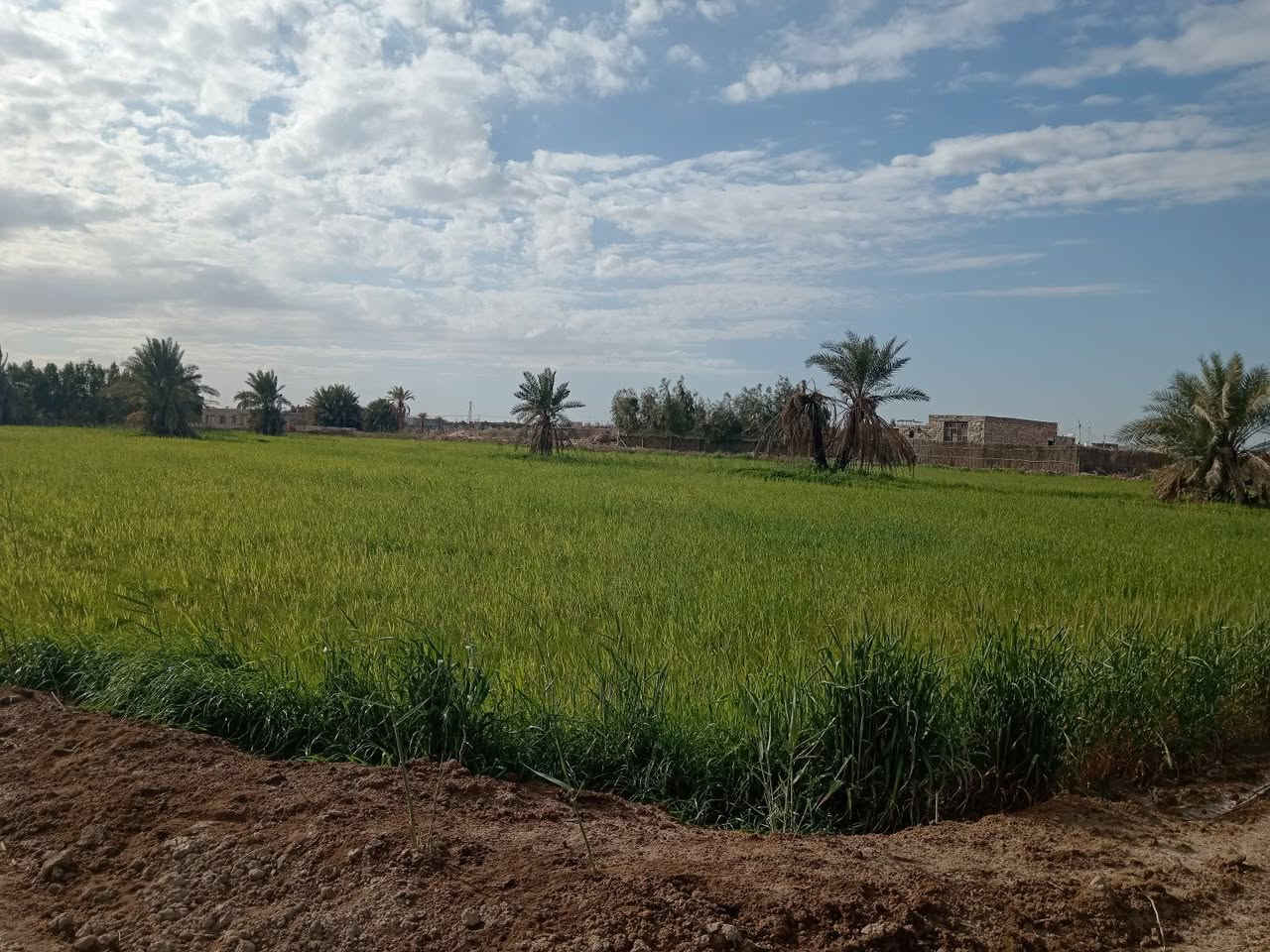 دونمين طابو زراعي سند 25
أرض مزروعه حنطه يم معمل الأسمنت الكوفه سعر الدونم الواحد 35 وبي مجال للاستفسار الاتصال على الرقام او مراسلة الوتساب
***********
***********
