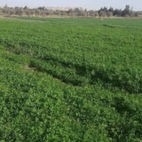 قطع أراضي • دوانم • طريق حلة نجف