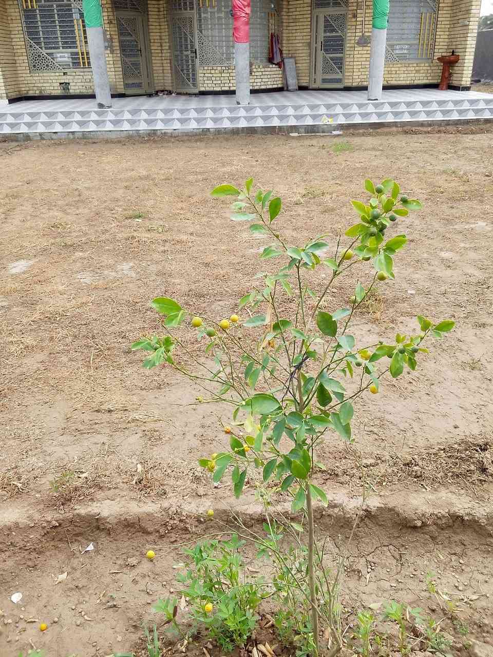 السلام عليكم ورحمه الله وبركاته نشتغل مزارع وحدائق...زراعه . ديكورات عامه .. نشتغل بلحله فقط ***********واتساب ..أو راسلني
