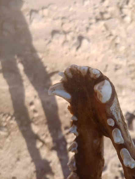 للبيع 450🐺
***********
