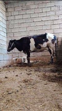 بگرة حليب • ولاد جديد • حليب وفير