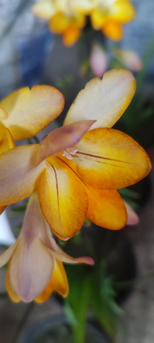 ابصال الفريزيا العطرية (القولونيا)
موسما قصير و تنتج عدة بصيلات نهاية الموسم و تزرع في منتصف التاسع 
سعر السندان ١٥٠٠ دينار 
يوجد عدة ألوان 
توصيل فقط لاغلب احياء الموصل 
للطلب يرجى مراسلة الصفحة


**إذا كنت صاحب هذا الإعلان وتريد حذفه لأي سبب، رجاءا أرسل رسالة إلى الدعم الفني**