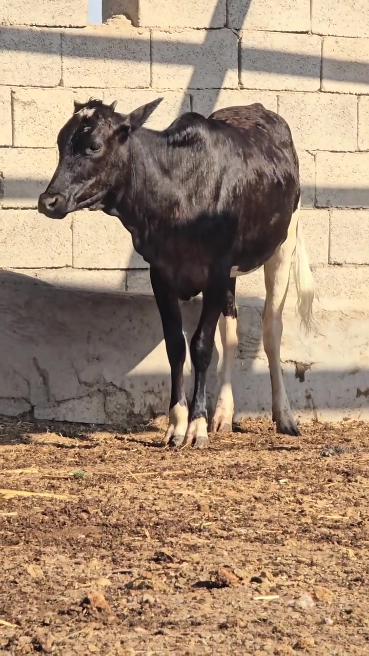 بجر سمينه ترهم جني وكصابه المكان العماره رقم *********** (***********
