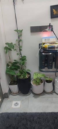 ٣٣ شطل • للبيع