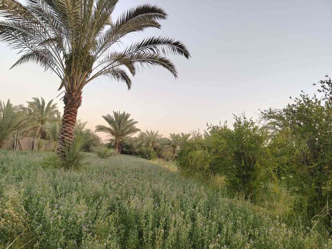 🚨 إعلان بيع: أرض مشجرة ومجهزة بالكامل في بابل 🚨
📍 الموقع:
بابل - الحمزة الغربي -   مدينة مهدي عاكول. يم حي بابل الجديدة 
📄 الوضع القانوني:
طابو زراعي سند 25.
📐 المساحة والإنشاءات:
المساحة: دونمين صافي (أرض مشجرة ومرتبة بالكامل).
المباني: بيتين كاملات وجاهزات للسكن.
البناء الإضافي: هيكل + بتلو جاهز للتكميل.
⚡ الخدمات المتوفرة:
خط ماء إسالة.
كهرباء وطنية.
خط مولد واصل.
📞 للاستفسار والتواصل (المعلن مكلف بالبيع):
يرجى الاتصال أو المراسلة عبر الواتساب مباشرة على الرقم التالي:
 ***********👉
