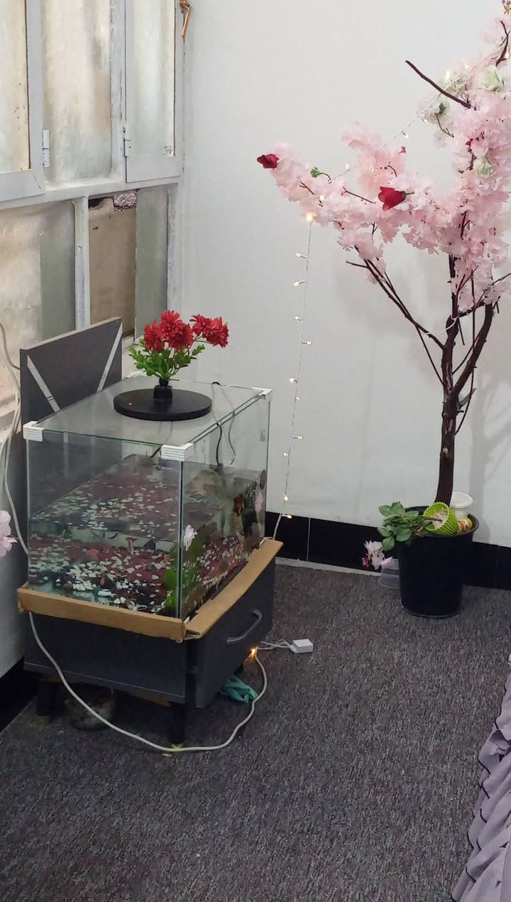 غرفه نوم تركي نضيفه جدا كلش مكاني كربلاء امن الداخلي السعر 400مع الدوشك بسيط رقمي ***********
