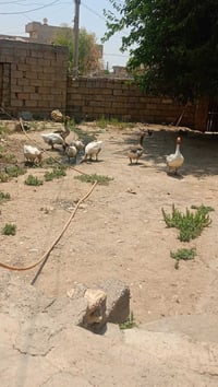 ٥ عتاكي • ٣ مالات • الشروق