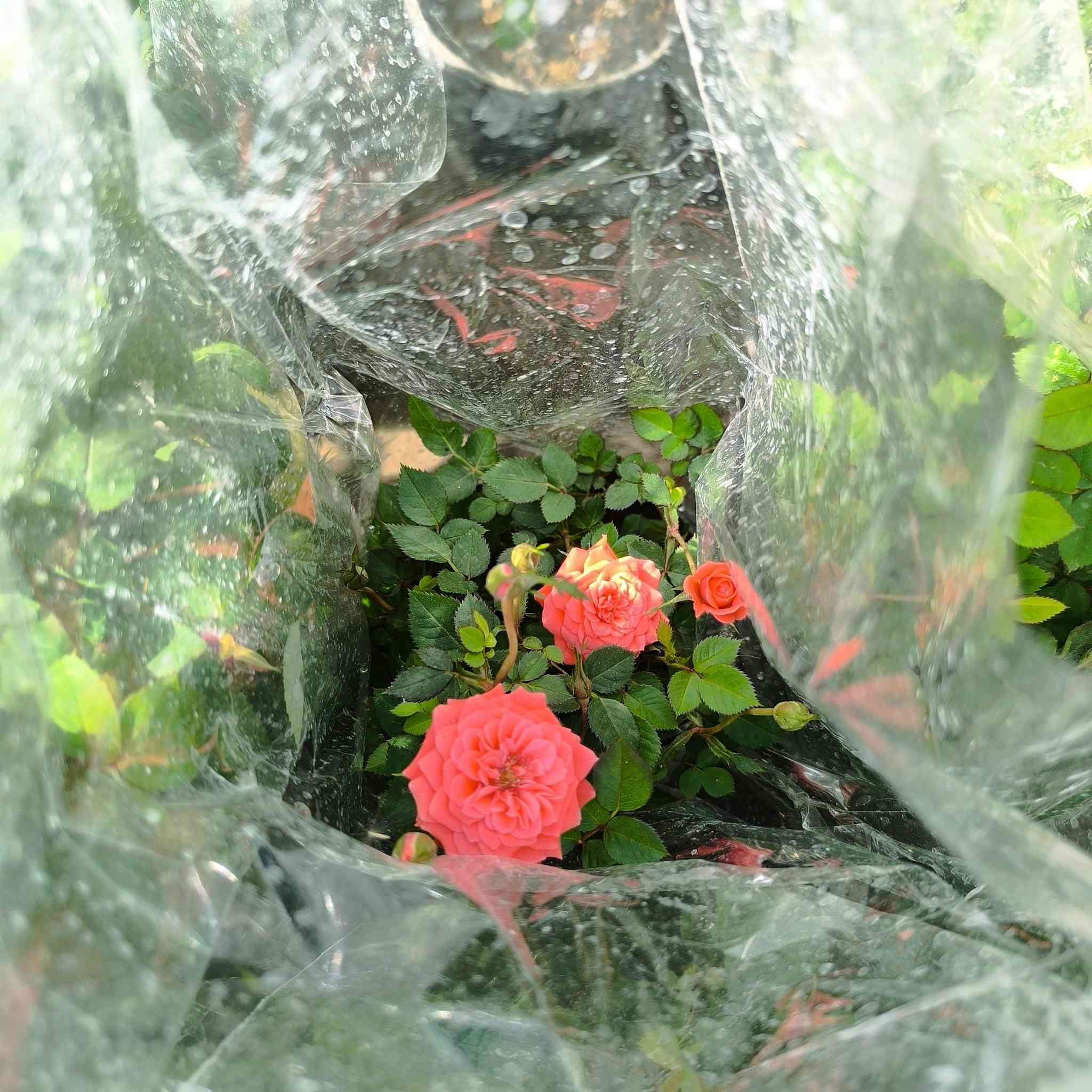 السلام عليكم ..
رمضان كريم عليكم .🙏🏼🙏🏼. وجمعه مباركه عليكم ...
وصول وجبه جديده من الورد والفواكه والزينه
تفاح شرابي 🍏
تفاح ابراهيمي 
عنب حجم كبير حلواني 
مشمش مطعم حجم كبير 
اللو شرابي 
اللو اصفر 
خوخ 
برتقال عراقي عدت احجام  كبير سندانه اوسط وصغير 
ليمون صيني 
ليمون عراقي 
رارنج عراقي حجمين 
اكاسيا مصريه حجمين 
اكاسيا افريقيه 
زيتون  حجمين 
تكي عراقي 
تكي هندي 
تكي كندي 
جوري مستورد 
روز 
فراوله حجم كبير 
...........
ظليات 
كارتون 
لبلاب عمودي 
دراسينيا 
اجلونيما 
كراسولا تعليك 
سجاد تعليك 
عصى موسى حجمين 
ورود موسميه 🌻🌼🍁🌾🥀🌹
انواع البتموس 
تشكيلة من السنادين ..البلاستك والسيراميك 
لتواصل مراسلة الصفحه او واتساب 
***********
***********
الناصريه ..قلعة سكر الحي العسكري قرب الملعب
