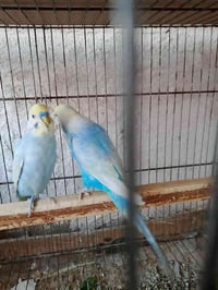 زوج رينبو • ٣ فراخ كبار • حي الوحدة