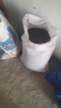 ميسان • بانيه الهلوبه • مشرحه