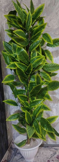 شجرة • ١٠قفل • ١.٥م