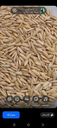 بذور ياسمين • نضيف جدا • حبة طويلة