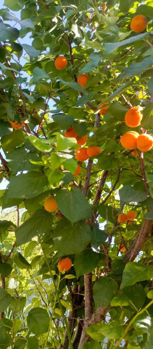 🌳 فرصة مميزة لامتلاك بستان صغير في بغداد – الراشدية 🌳
📍 الموقع: بغداد – الراشدية، نهاية منطقة العاصفة
📐 المساحة: 500 متر مربع
📄 نوع السند: طابو زراعي – سند 25
✅ مميزات العقار:
تتوفر جميع الخدمات
🚰 ماء إسالة
💧 ماء سقي
⚡ كهرباء
🔒 مسيّج بالكامل
📏 الواجهة: 21 متر
📏 النزال: 24 متر
🌿 مناسب للسكن الريفي، أو الاستراحة العائلية، أو الاستثمار الزراعي.
💰 السعر: 37 مليون دينار عراقي 🤝 السعر قابل للتفاوض
📞 للاستفسار والتواصل: ***********

