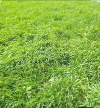 أرض زراعية • 10 دونم • الصويره