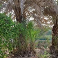 أبي الخصيب جيكور • ٥٣٠م • نخل برحي