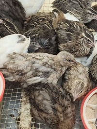 سمان مريعي ٢٧ يوم • جملة ١٠ أزواج • تكريت الباشا