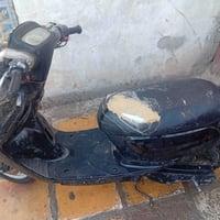 منغولي • فحل • مامفتوحه