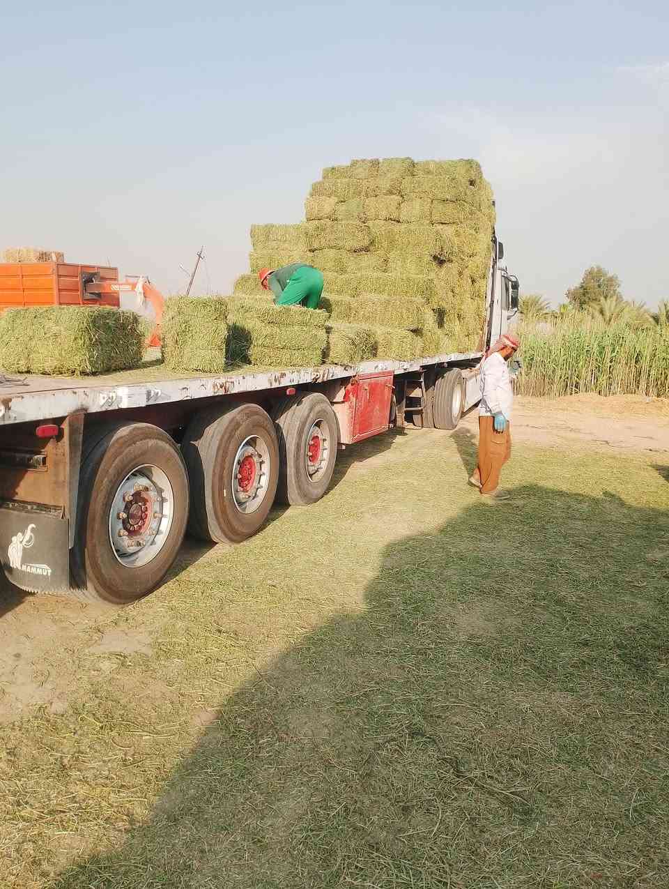 كبس خيط درجة اولى يابس خالي من الشوائب والطوبه
***********. وات ساب 

***********

العنوان بغداد اليوسفية
