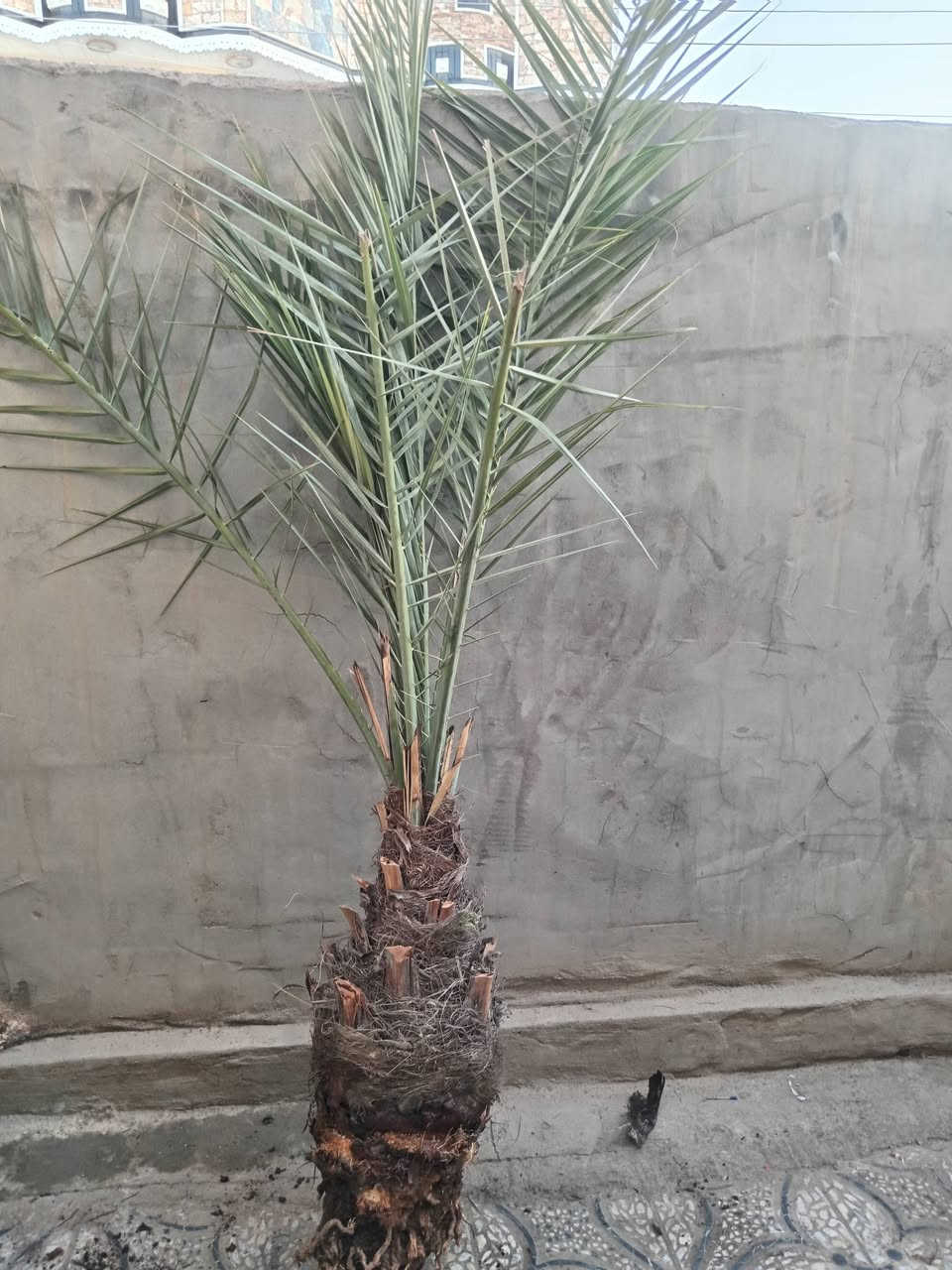 سلام عليكم نخل برحي وا مكتوم وا بريم وا مجهول للبيع العنوان بابل سده الهنديه رقم  ***********
