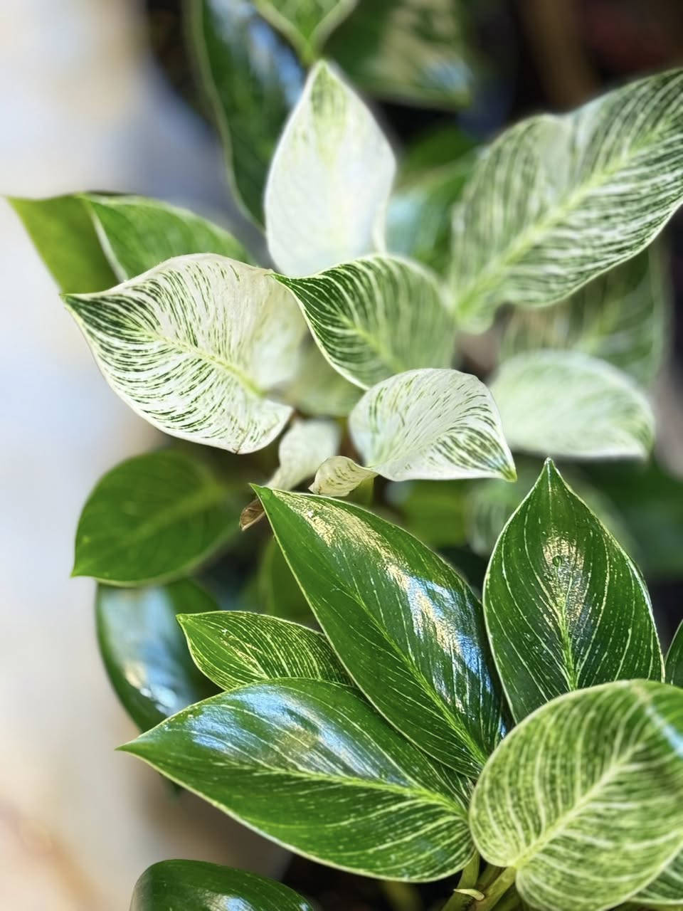 نباتات المتوفر


**إذا كنت صاحب هذا الإعلان وتريد حذفه لأي سبب، رجاءا أرسل رسالة إلى الدعم الفني**