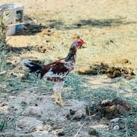 ديچ • فروجه